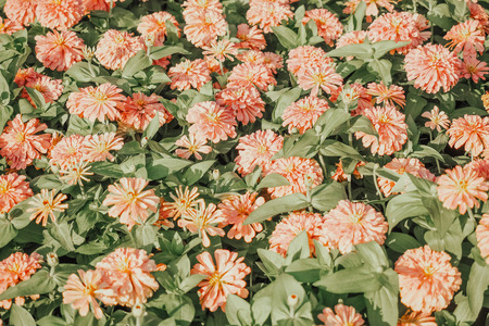 Orange flower and leaves.の写真素材