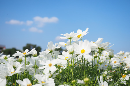 White cosmos flowers field with blue sky background.の写真素材