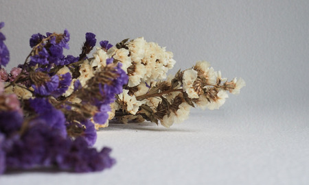 Blue, pink and whitie statice flowers with white background.の写真素材