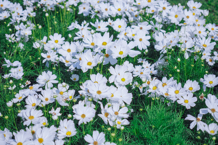 White cosmos flowers field.の写真素材