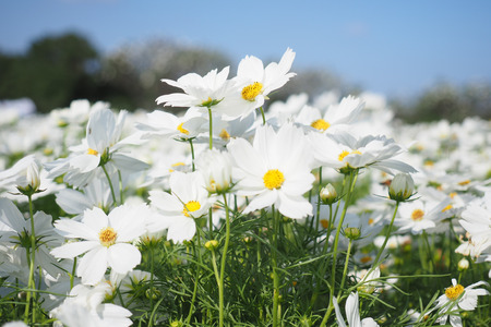White cosmos flowers field with blue sky background.の写真素材