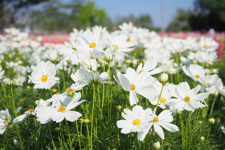 White cosmos flowers field.の写真素材