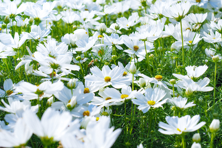 White cosmos flowers field.の写真素材