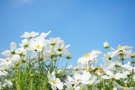 White cosmos flowers field with blue sky background.の写真素材