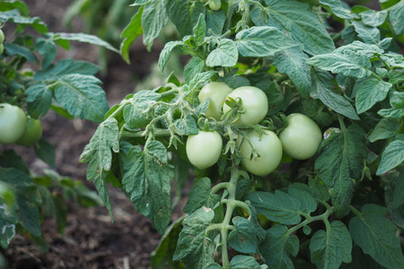 Tomato tree with green fruits.の写真素材