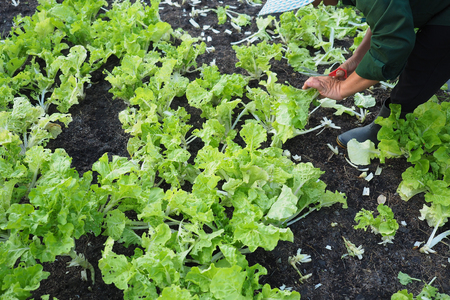 Farmer pickking green leaves cabbage from vegetable bed.の写真素材