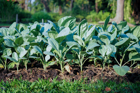 Chinese Kale growing in vegetable bedの写真素材