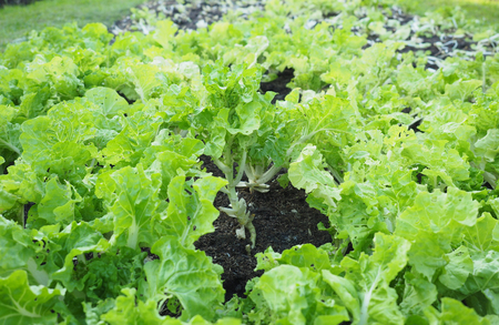 Green leaves cabbageの写真素材