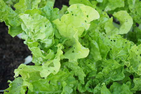 Chemical free green leaves cabbageの写真素材