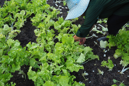 Farmer pickking green leaves cabbage from vegetable bed.の写真素材