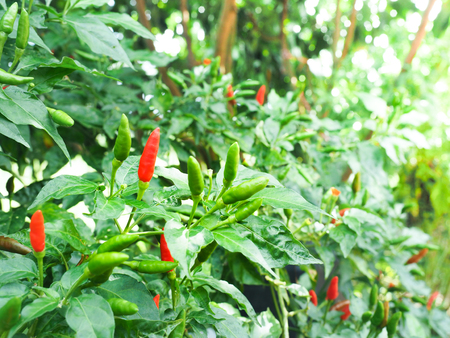Red and green bird chilli on tree.の写真素材