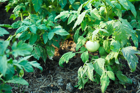 Tomato tree with green fruits.の写真素材