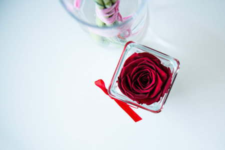Red rosesの写真素材