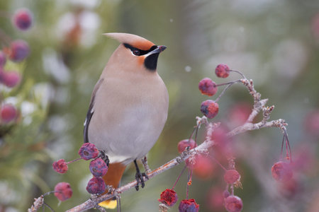 Bohemian Waxwing (Bombycilla garrulus) in a crabapple tree