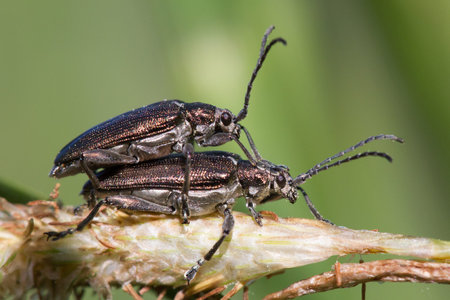 Pair of Aquatic Leaf Beetles (Donacia distincta) copulatingの写真素材