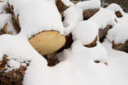 Pile of pine logs for winter firewoodの写真素材