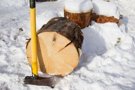 Pine log ready to be split with an axe for winter firewoodの写真素材