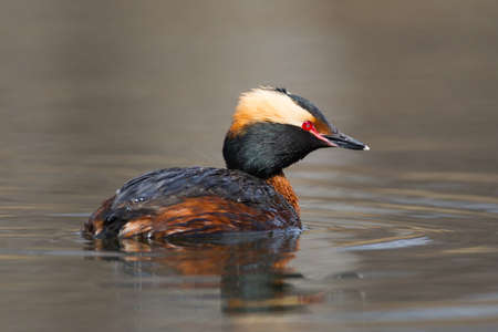 Side view of a breeding plumage horned grebe (Podiceps auritus)の写真素材