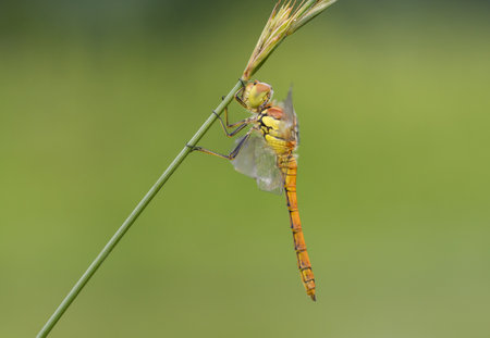 Brindle Dragonfly - Sympetrum striolatumの写真素材