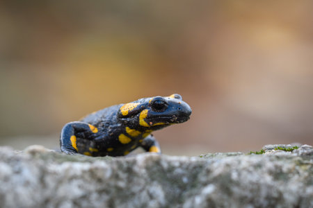 Newt - Salamandra salamandraの写真素材