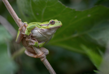 Green tree frog - Hyla arboreaの写真素材