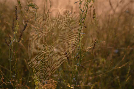 Natureの写真素材