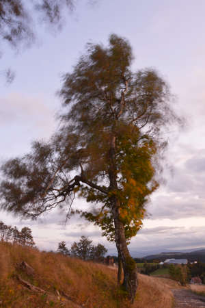 Natureの写真素材