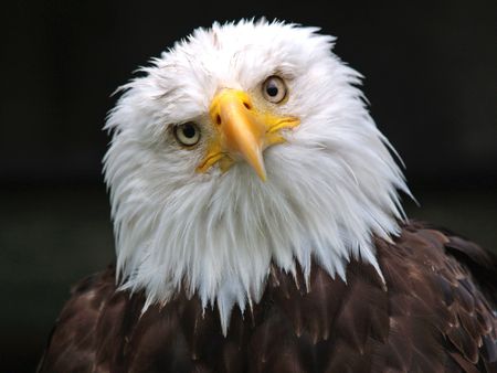 bald eagleの写真素材