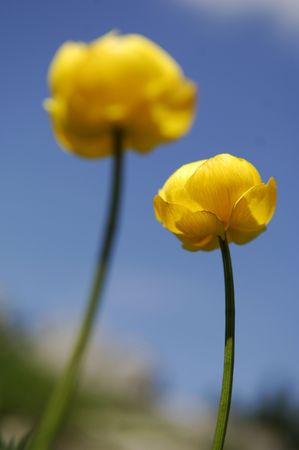 yellow flowers and blue skyの写真素材