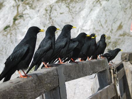 mountain birds, black crowsの写真素材