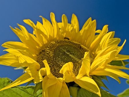 sun flowerの写真素材