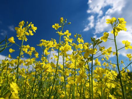 fieldの写真素材