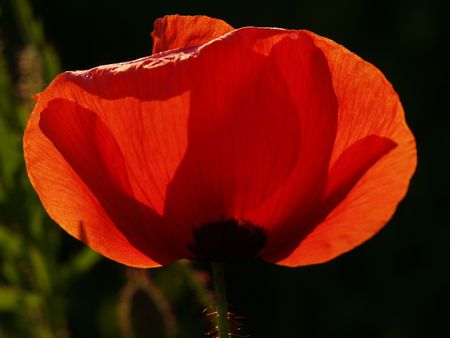 poppyの写真素材