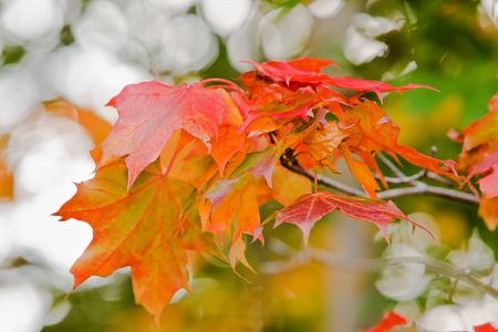 Maple leaves in beautiful autumn coloursの写真素材