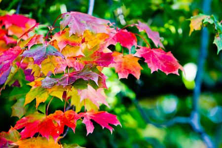 Maple leaves in beautiful autumn coloursの写真素材