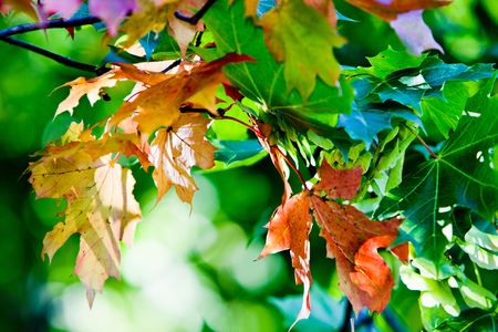 Maple leaves in beautiful autumn coloursの写真素材