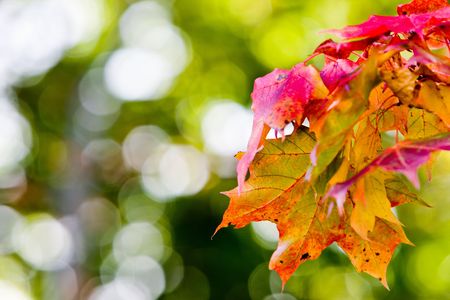Maple leaves in beautiful autumn coloursの写真素材