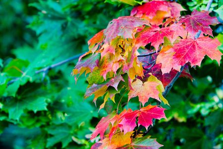 Maple leaves in beautiful autumn coloursの写真素材