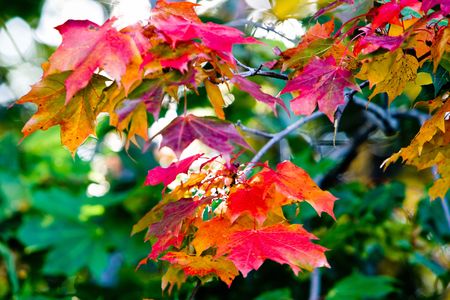 Maple leaves in beautiful autumn coloursの写真素材