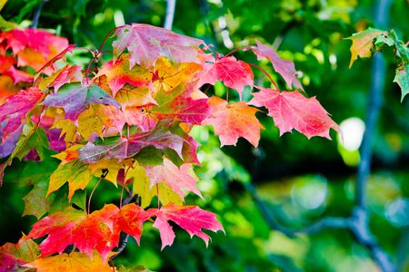 Maple leaves in beautiful autumn coloursの写真素材