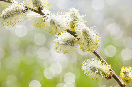 Willow branch in bright solar, spring day