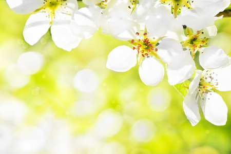 Apple blossom in spring