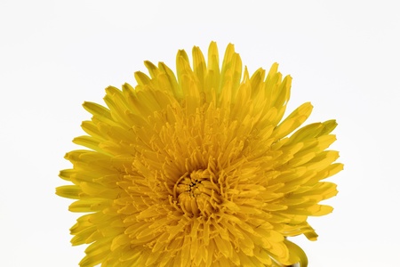 Photo of a yellow dandelion close up in sun raysの写真素材