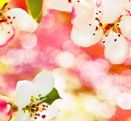 Apple-tree flowers in a spring garden. The back background is washed away.の写真素材