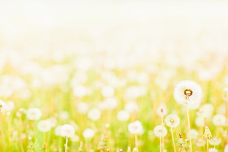 Dandelions on a green meadow.の写真素材