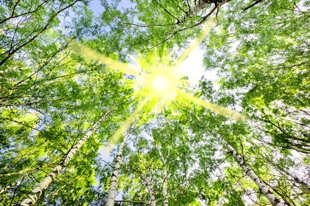 birch forest in sunlight in the morningの写真素材
