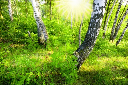 birch forest in sunlight in the morningの写真素材
