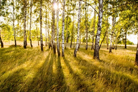 birch forest in sunlight in the morningの写真素材