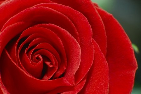 beautiful close up red rose の写真素材