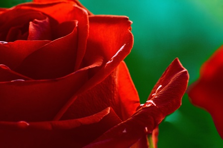 .Macro image of dark red rose with water droplets. Extreme close-up with shallow dof.の写真素材